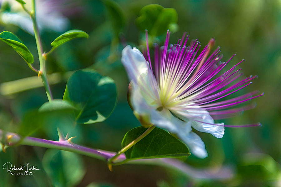 Kapernblüte Kapernblüte