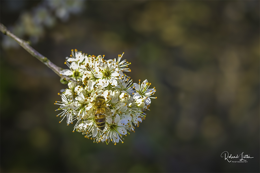 Biene im goldenen Schnitt
