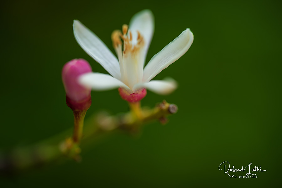 Lemon blossom